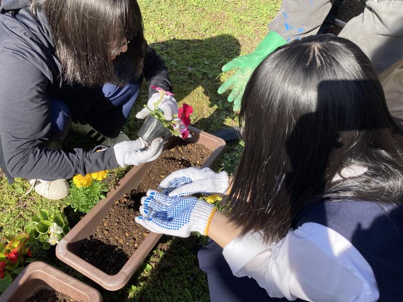 生徒がプランターに花苗を植えている画像
